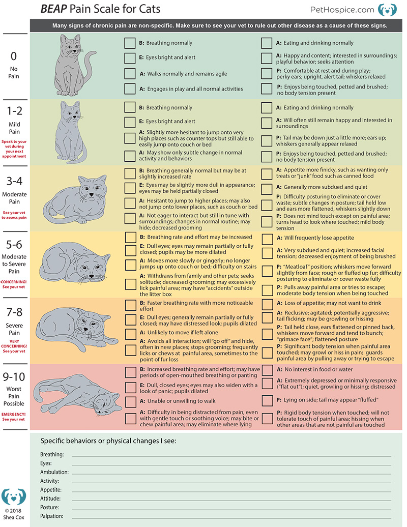 Pain scale for cats