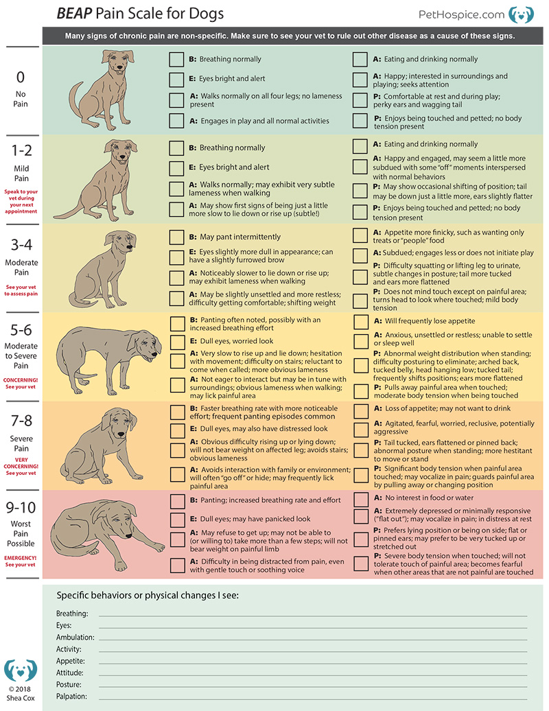 Pain scale for dogs