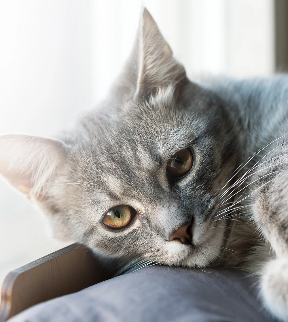 Content cat laying on a pillow