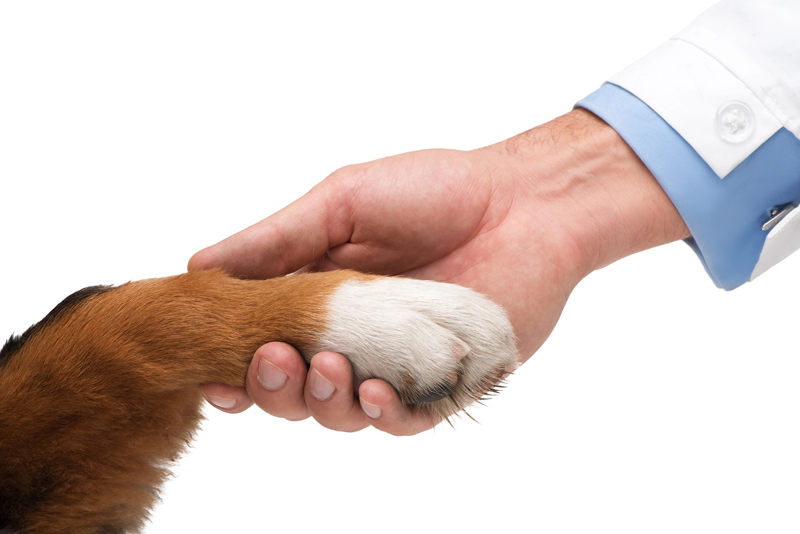 Vet's hand holding a dog's paw